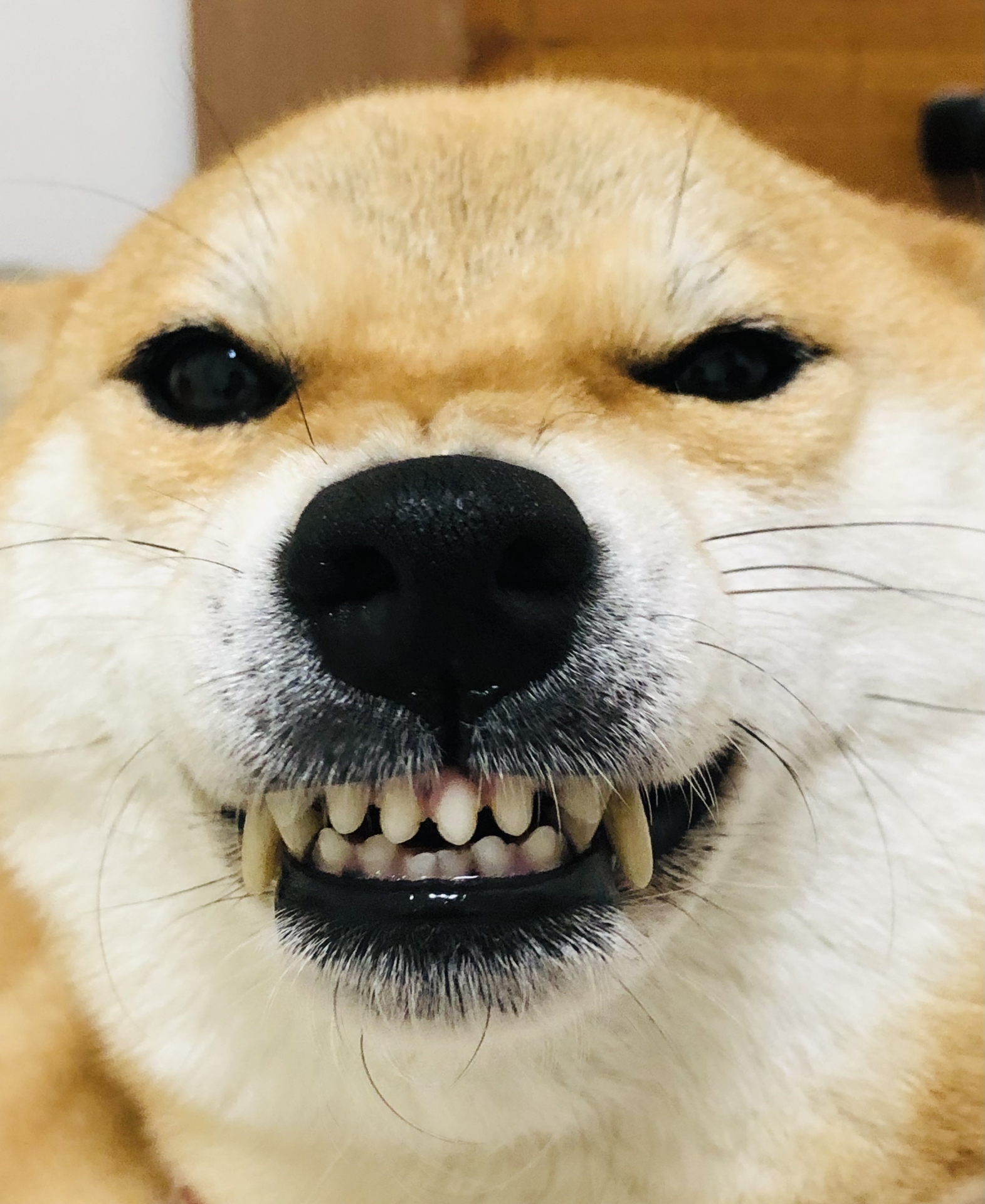 イッヌさん